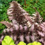 Athyrium 'Burgundy Lace'