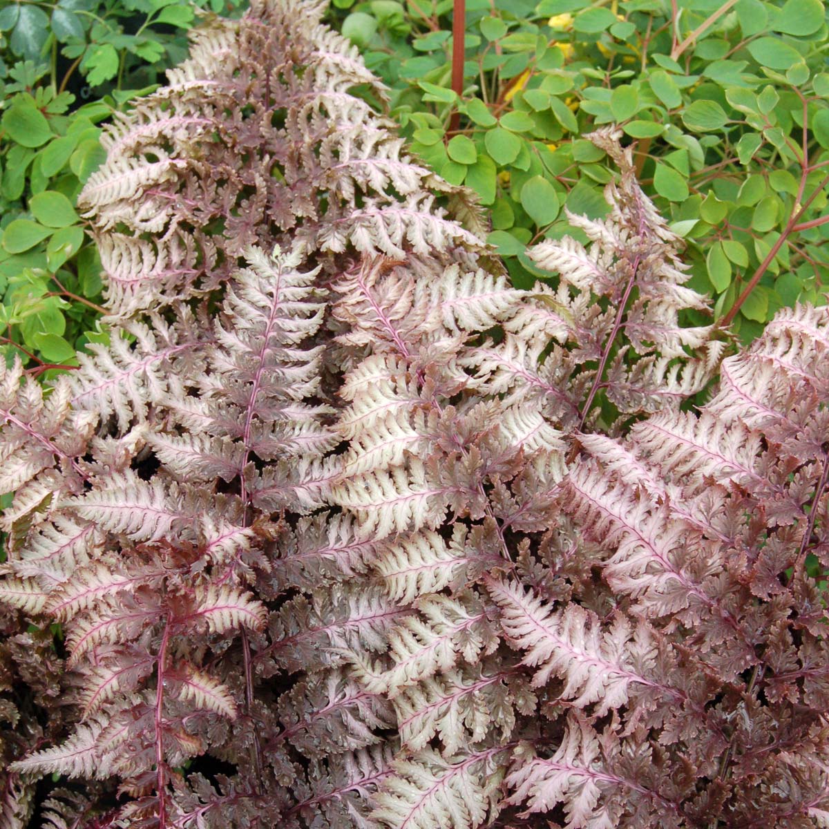 Athyrium 'Burgundy Lace'