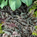 Athyrium 'Burgundy Lace'