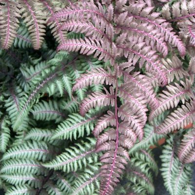 Athyrium 'Burgundy Lace'