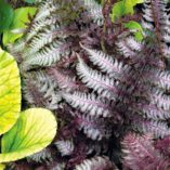 Athyrium 'Burgundy Lace'