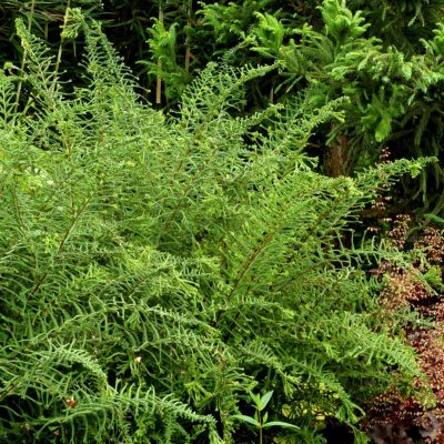 Athyrium 'Dre's-Dagger'