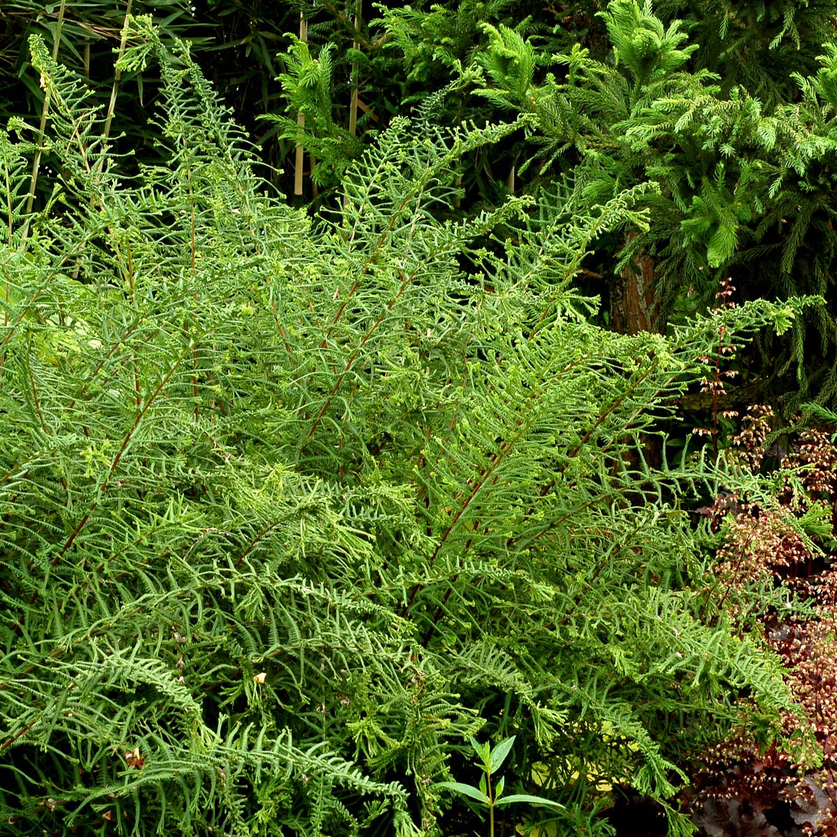 Athyrium 'Dre's Dagger'