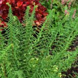 Athyrium 'Dre's Dagger'