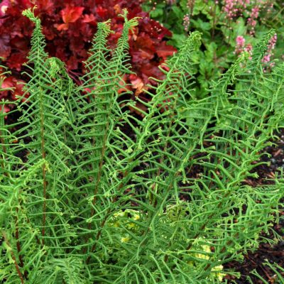 Athyrium 'Dre's-Dagger'