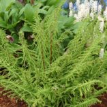 Athyrium 'Dre's Dagger'