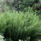 Athyrium 'Dre's Dagger'