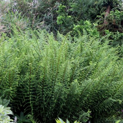 Athyrium 'Dre's-Dagger'