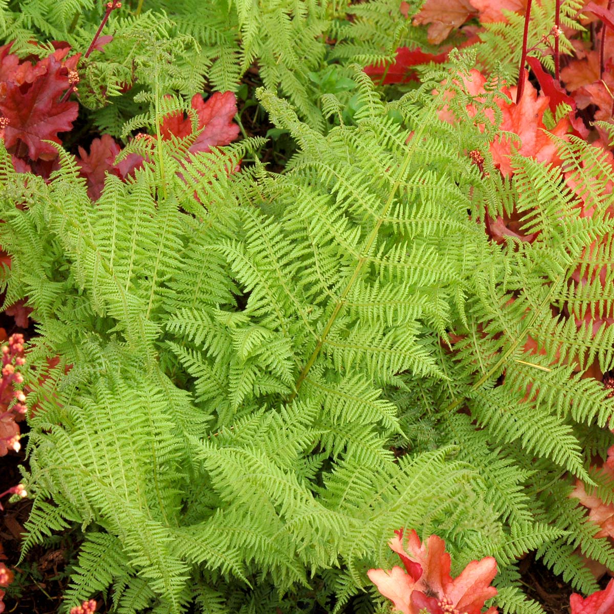 Athyrium 'Encourage'