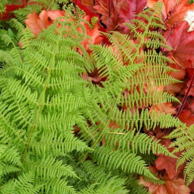 Athyrium 'Encourage'