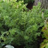 Athyrium 'Encourage'