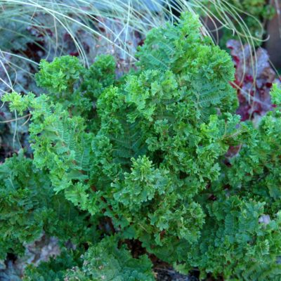 Athyrium 'Lady In Lace'