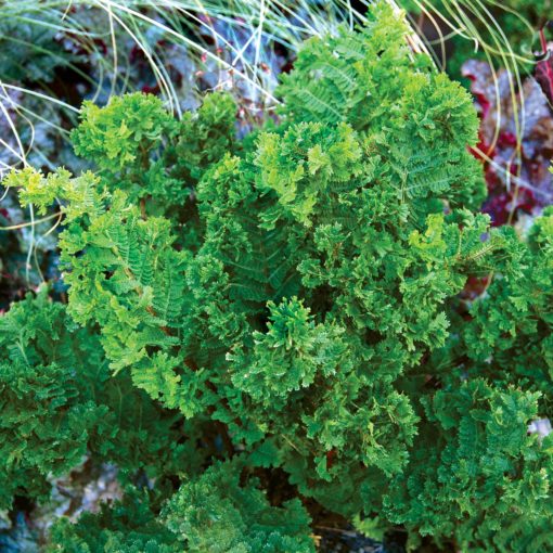 Athyrium 'Lady in Lace'