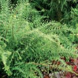 Athyrium 'Ocean's Fury'