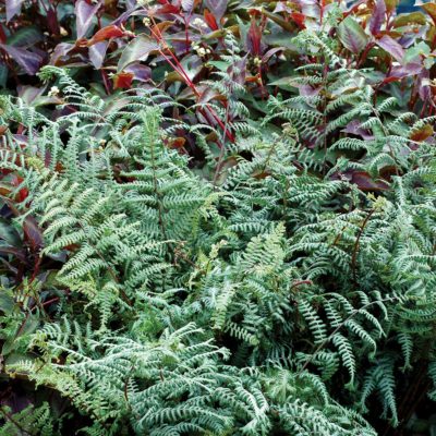 Athyrium 'Ocean's Fury'