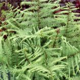 Athyrium 'Ocean's Fury'