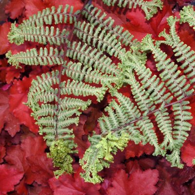 Athyrium 'Ocean's Fury'