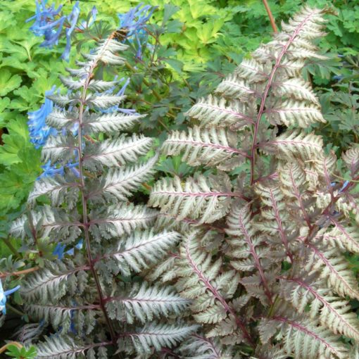 Athyrium 'Pewter Lace'