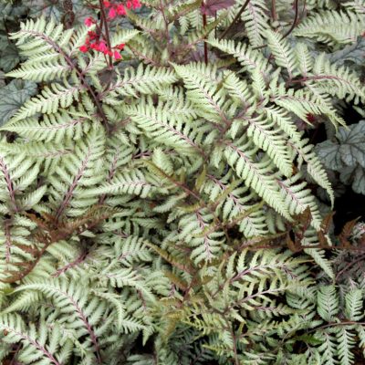 Athyrium 'Pewter Lace'