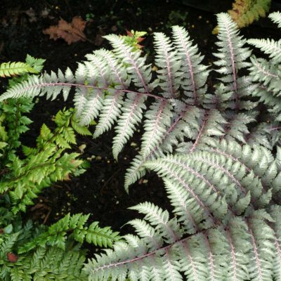 Athyrium 'Pewter Lace'