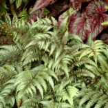 Athyrium 'Pewter Lace'