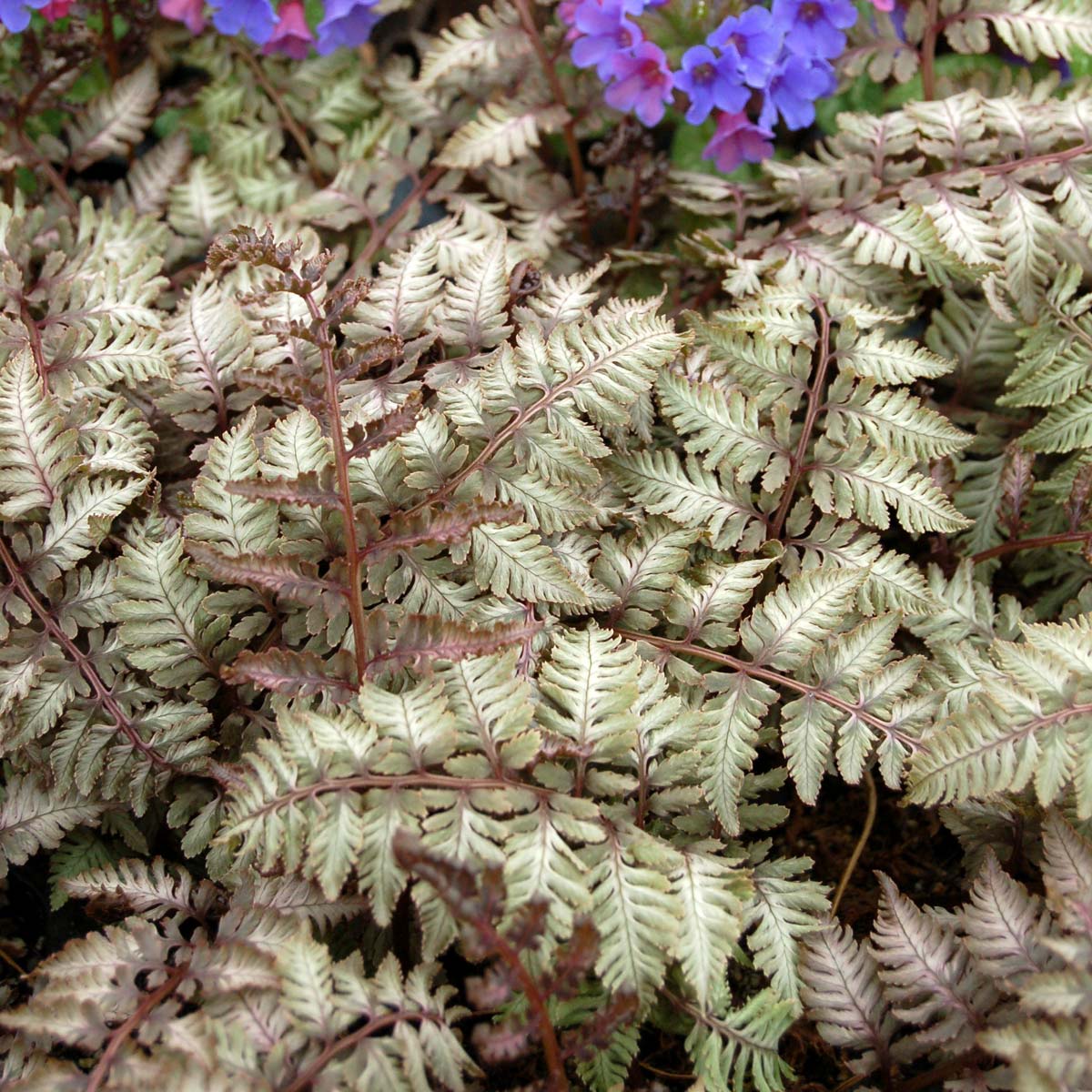 Athyrium 'Pewter Lace'