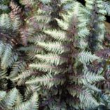 Athyrium 'Pewter Lace'