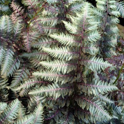 Athyrium 'Pewter Lace'