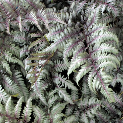 Athyrium 'Silver Falls'