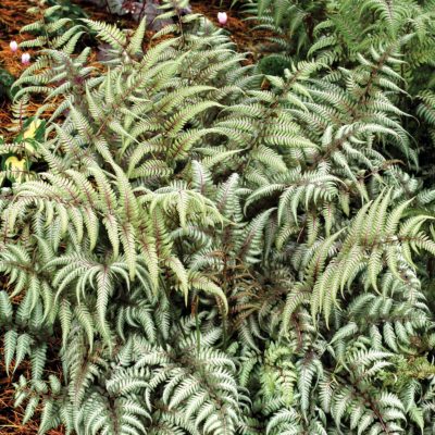 Athyrium 'Silver Falls'