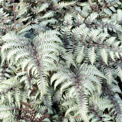 Athyrium 'Silver Falls'