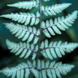 Athyrium 'Silver Falls'