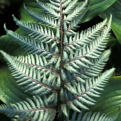 Athyrium 'Silver Falls'