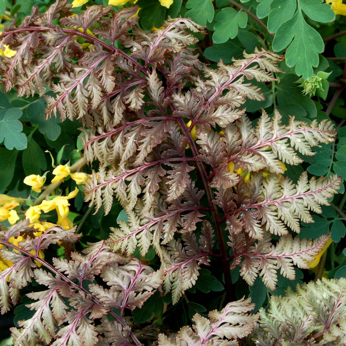 Athyrium 'Ursula's Red'