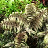 Athyrium 'Ursula's Red'