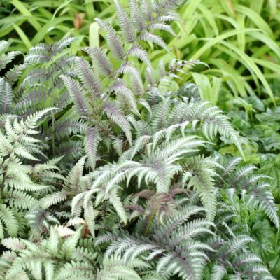 Athyrium 'Ursula's Red'