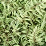 Athyrium 'Wildwood Twist'