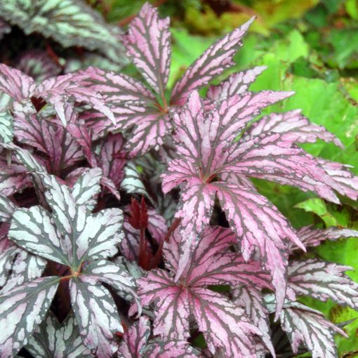 Begonia 'Benitochiba'