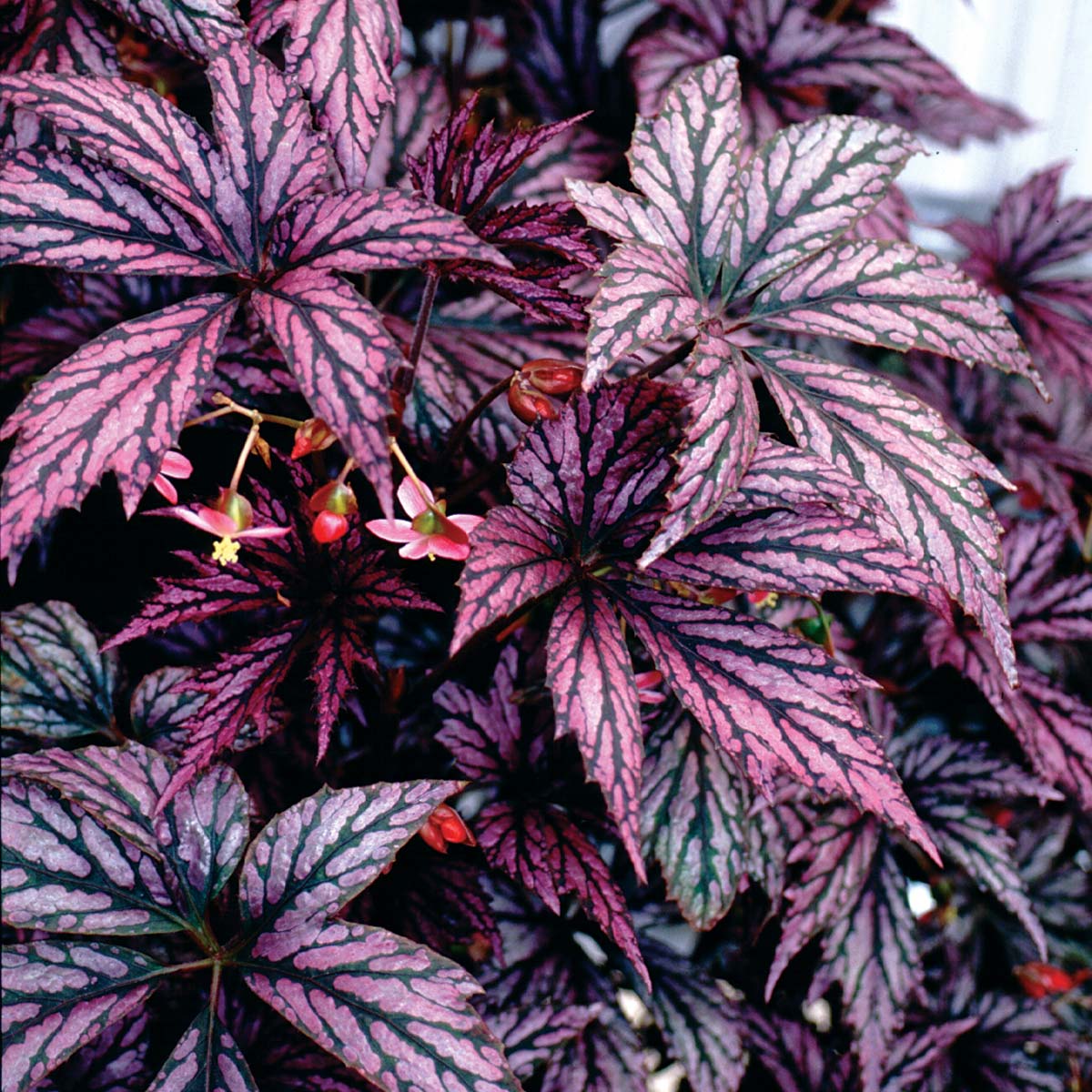 Begonia ‘Benitochiba’ | TERRA NOVA® Nurseries, Inc.