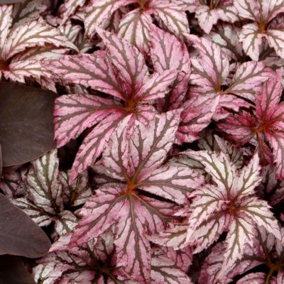 Begonia 'Benitochiba'