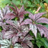 Begonia 'Benitochiba'