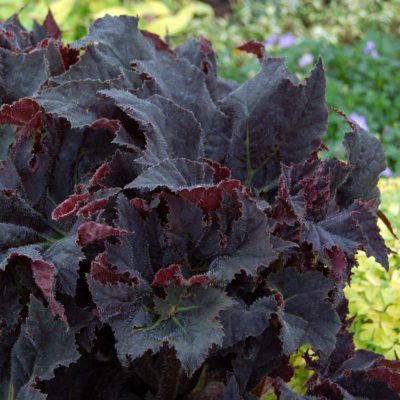 Begonia 'Black Taffeta'