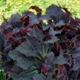 Begonia 'Black Taffeta'