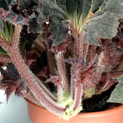 Begonia 'Black Taffeta'