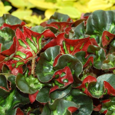 Begonia 'Cathedral'