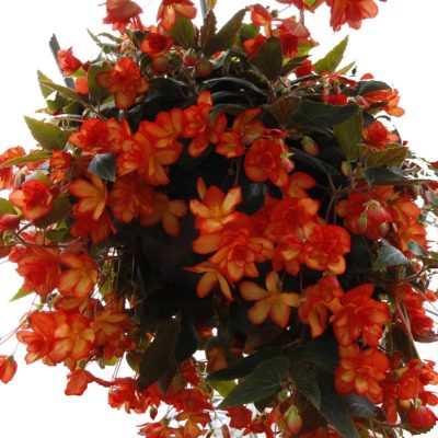 Begonia 'Citra'