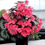 Begonia COCOA™ 'Enchanted Evening'