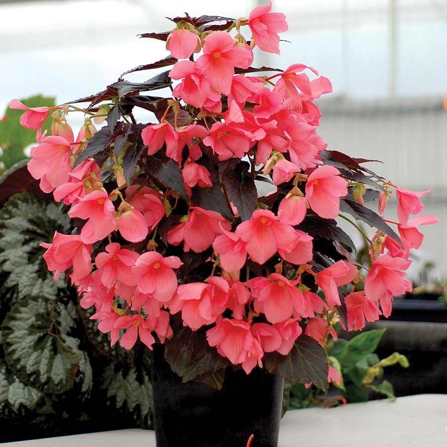 Begonia COCOA™ 'Enchanted Evening'