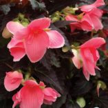 Begonia COCOA™ 'Enchanted Evening'