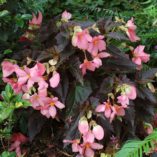 Begonia COCOA™ 'Enchanted Evening'